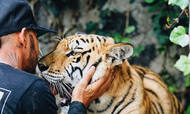 F1: A tigris kifeküdt Lewis Hamiltontól