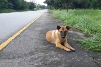 Elpusztult a világ leghűségesebb kutyája