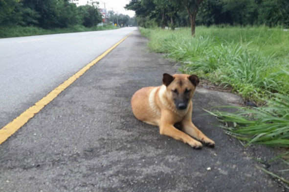 Elpusztult a világ leghűségesebb kutyája