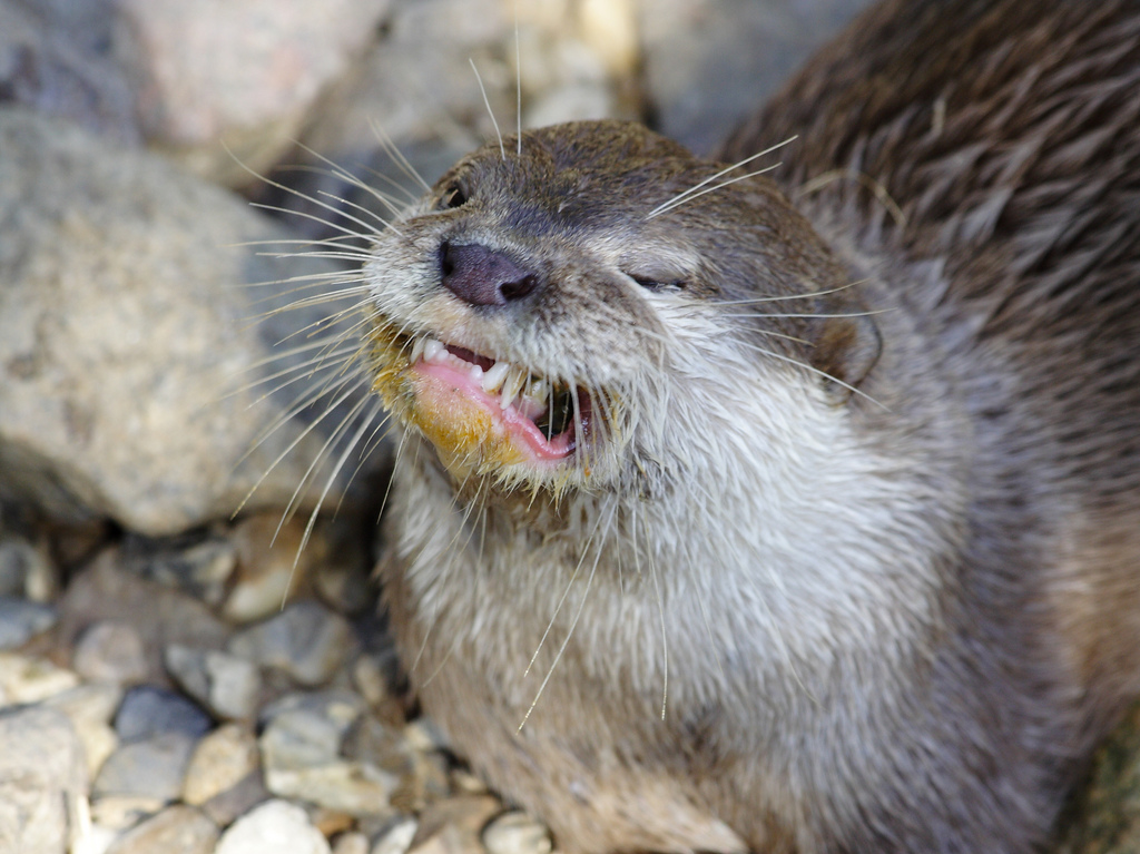 Tető nélküli aszfaltközeli élmény, LSD-vel felütve 1 | Vezess 3808531475_f11b956317_b