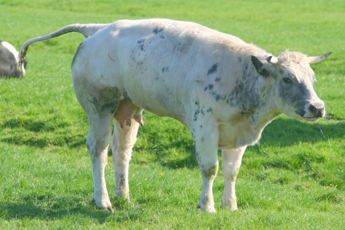 Ilyen trágya terméket sem gyártott még a Toyota