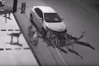 Félelmetes, ami éjszaka történt ezzel az autóval