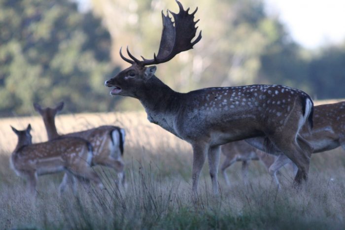2011.09.19 vadászatok 404