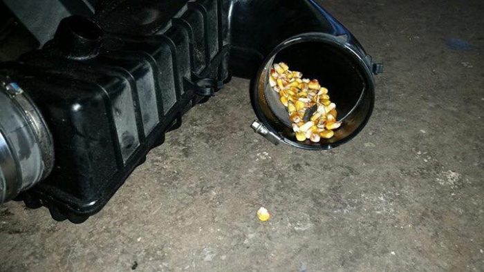 15380465_1130814533702113_1078736304672949948_n