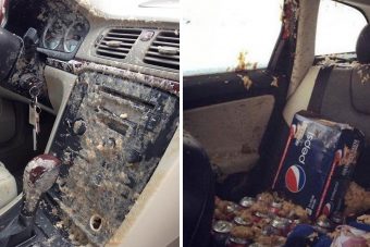 Életed hibáját követed el, ha kólát hagysz az autóban ilyen hidegben