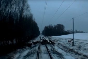 Videón a vonat előtt átrohanó őzcsapat