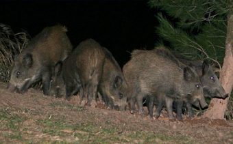 Rémisztő éjszakai vadgázolás