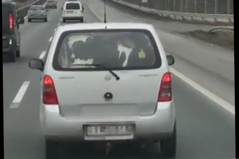 Állati videó az M7-esről, tehenek egy Suzukiban