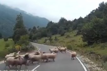 Olyat videózott az autós, hogy neked is fájni fog