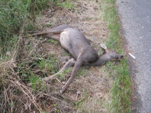 Fegyvert használtak a rendőrök a 86-os úton
