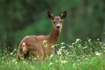 Őz veszélyeztetett az M5-ös autópályán