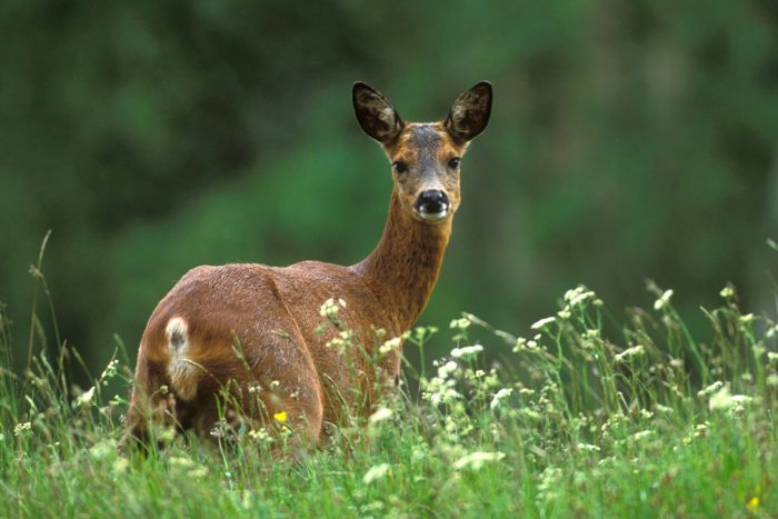 Őz veszélyeztetett az M5-ös autópályán