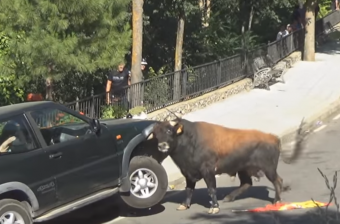 Őrült videó egy terepjárót öklelő vad bikáról