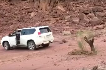 Ilyen, amikor bosszút áll egy fa