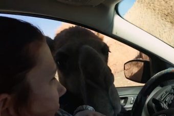 Szervezett állati tolvajbanda fosztotta ki az autósokat