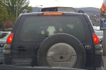 Három tehenet fotóztak egy Toyotában