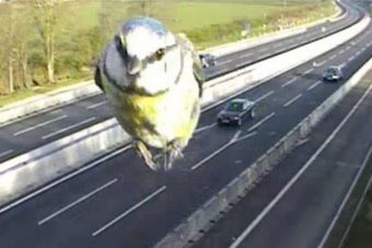 Traffipax ilyet még nem fotózott