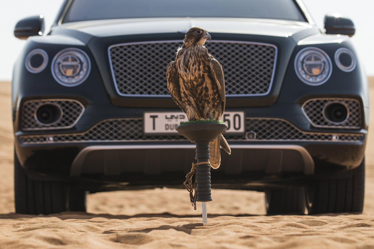 Vegyél solymászkészletet a Bentley-dhez, csak most, csak neked 12