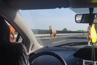 Lovak az M6-oson, lezárták a pályát