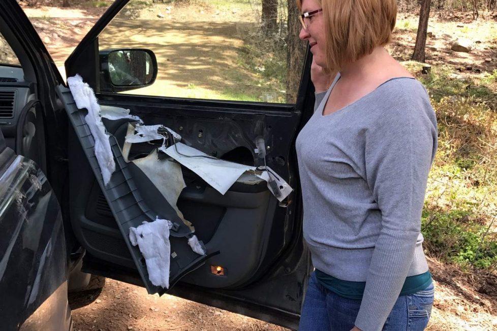 Így néz ki egy autó amit dühös medve kapott szét 1