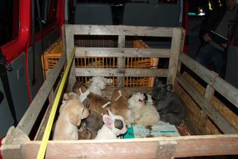 54 kiskutyát találtak egy furgonban