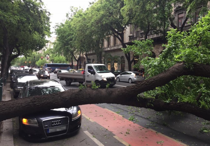 Kidőlt egy fa az Andrássy útra – fotók