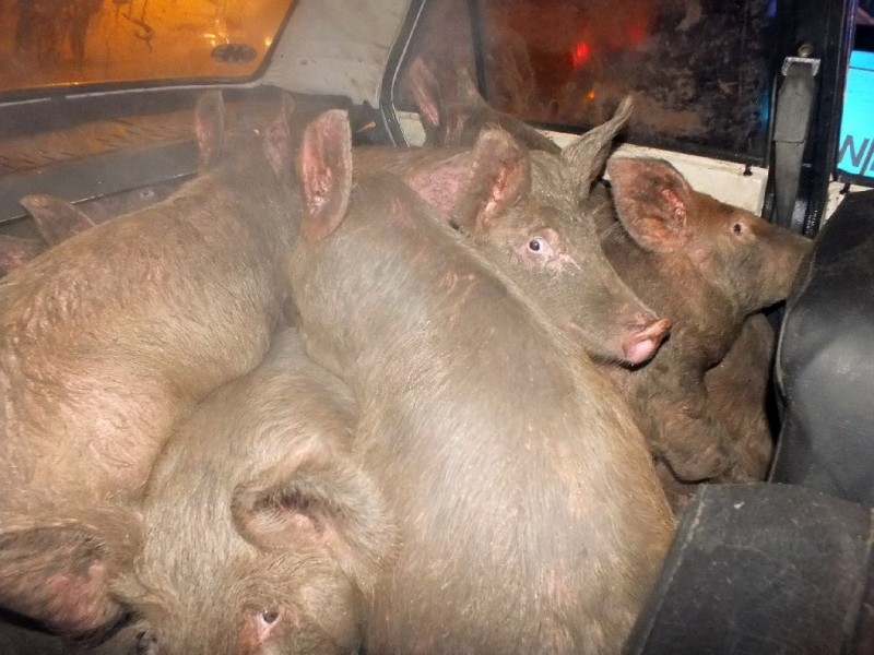 Ladával loptak tehenet a cserkeszföldi zsiványok 1