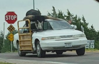 Döbbenetes ez az egyedi bivalyszállító