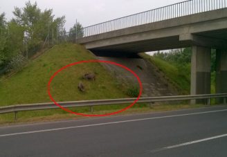 Kerekesszékes autós kergette a vadisznókat az M19-en