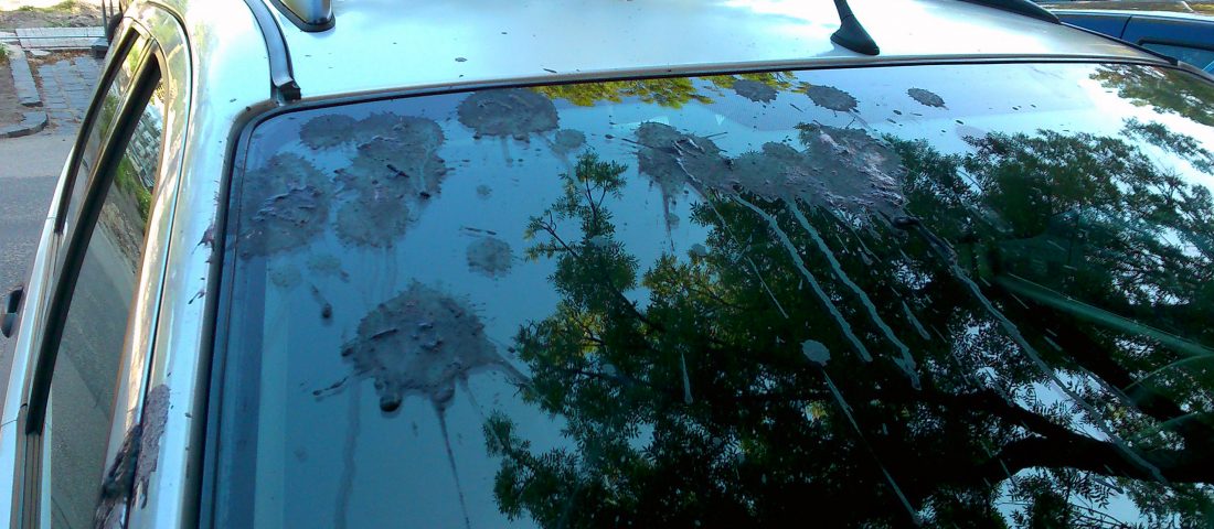 A természet visszavág: madárkula és tetűragacs az autón