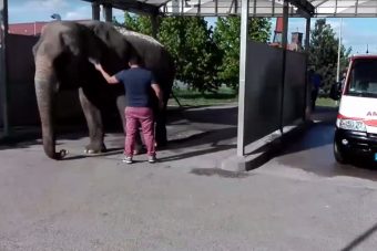 Elefántot mostak egy szerencsi benzinkúton, videó is készült róla 