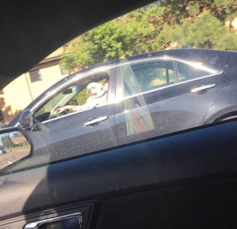 Itt a bizonyíték, hogy őrült autósok mindenhol akadnak 4