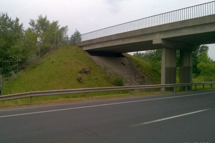 Kerekesszékes autós kergette a vadisznókat az M19-en 1 Kerekesszékes autós kergette a vadisznókat az M19-en 1
