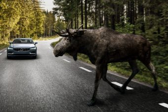 Na melyik állatot nem ismeri fel a Volvo állatfelismerő fékrendszere?