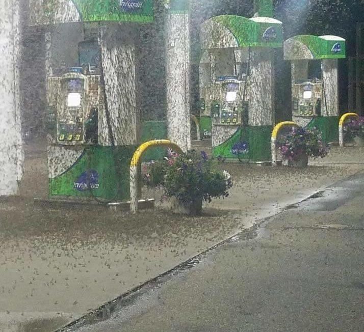 A nap képe – óriási rovarinvázió egy benzinkúton 1 | Vezess A nap képe – óriási rovarinvázió egy benzinkúton 1