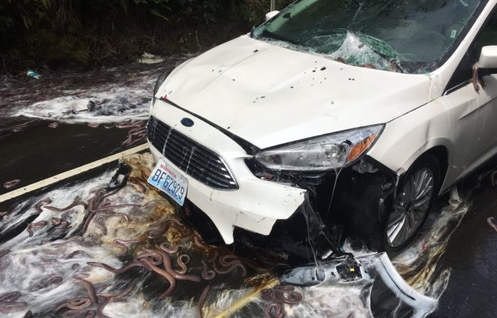 Ennyire undorító dolog autóval még nem történt 2