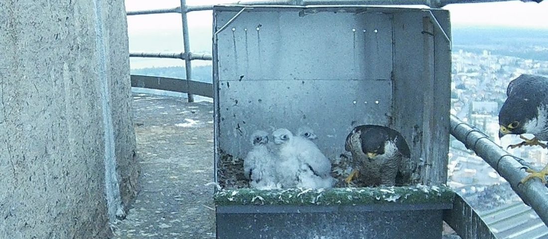 Nem öl védett madarat a Škoda