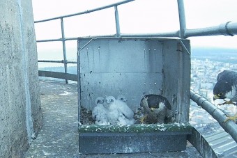 Nem öl védett madarat a Škoda