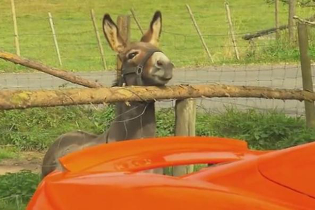 Szamár harapott a McLarenbe, a gazdi fizethet