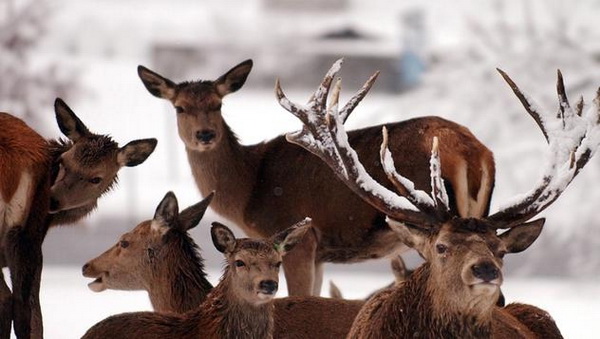 Vigyázat az utakon, párzási időszak van!