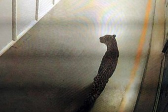 Leopárd miatt állt le a Suzuki gyára Indiában