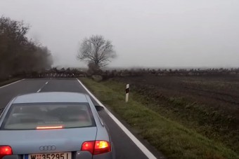 Fenséges látvány: több száz szarvas robogott át az úton Baranyában