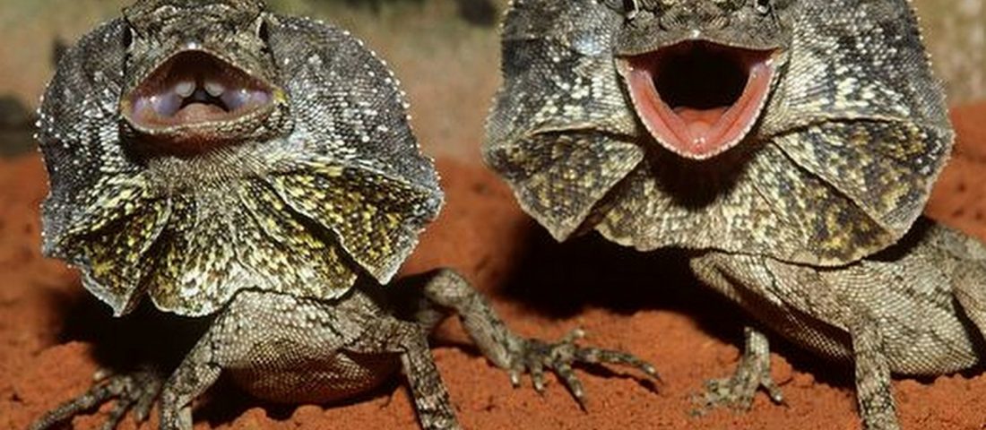 Kinyitható gallértól lesznek takarékosabbak a nyerges vontatók