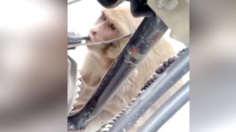 Rákapott a benzinre egy majom Indiában