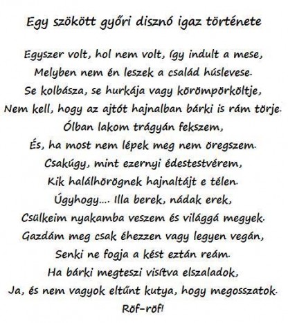 Úgy sétálgatott egy disznó Győr közelében az úton, mintha mindig is ezt tette volna 1