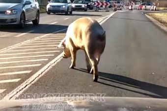 Úgy sétálgatott egy disznó Győr közelében az úton, mintha mindig is ezt tette volna