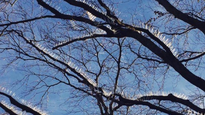 Tüskékkel harcolnak az autókra pottyantó madarak ellen