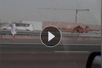 Ennél viccesebb jelenetet nem láthatsz autópályán