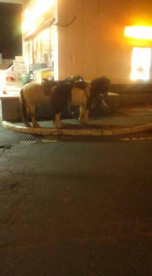 Hétfő hajnalban egészen különös látvány fogadta az autósokat egy óbudai benzinkúton 1