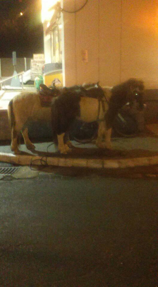 Hétfő hajnalban egészen különös látvány fogadta az autósokat egy óbudai benzinkúton 2